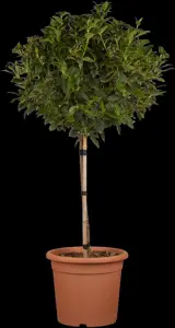 Viburnum tinus 'Eve Price' - 40-60 CM C10 - image 3