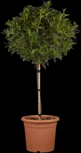 Viburnum tinus 'Eve Price' - 80-100 CM C25 - image 3