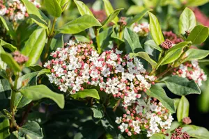 Viburnum tinus 'Gwenllian' - 10 Ltr pot