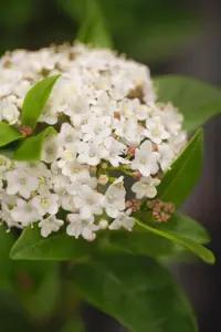Viburnum tinus 'Ladybird' - 40-50 CM C7.5 - image 2