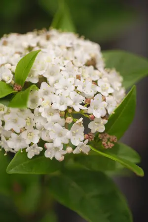 Viburnum tinus 'Ladybird' - 30-40 CM C2 - image 2