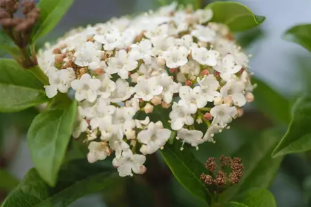 Viburnum tinus 'Ladybird' - 40-50 CM C7.5 - image 1
