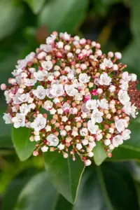 Viburnum tinus 'LisaRose'? - 25-30 CM C2 - image 2