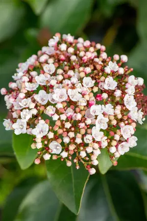 Viburnum tinus 'LisaRose'? - 60-80 CM C18 - image 2