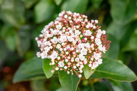 Viburnum tinus 'LisaRose'? - 60-80 CM RB - image 3