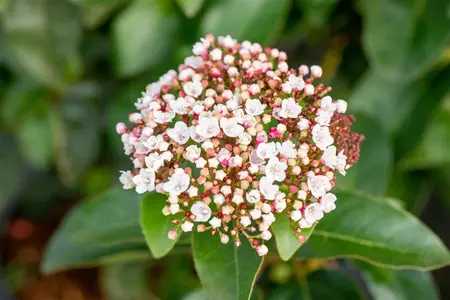 Viburnum tinus 'LisaRose'? - 60-80 CM C15 - image 3