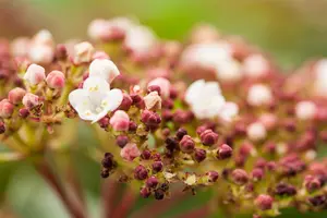 Viburnum tinus 'LisaRose'? - 60-80 CM C18 - image 1