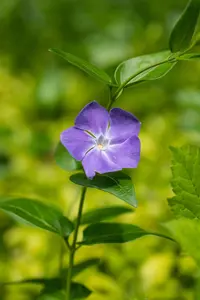 Vinca major - 1.5 Ltr pot - image 4