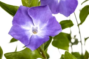 Vinca major - 2 Ltr pot - image 2