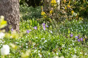 Vinca major - 2 Ltr pot - image 4