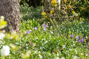 Vinca major - P11 - image 4