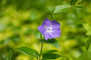 Vinca major - P11 - image 5