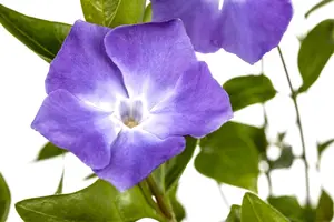 Vinca major - 1.5 Ltr pot - image 5