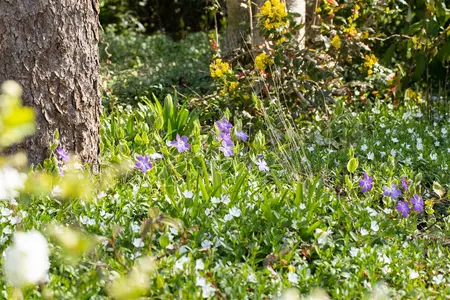 Vinca major - 1.5 Ltr pot - image 2