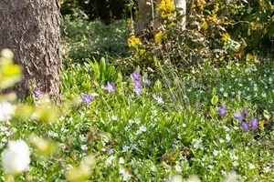 Vinca major - 1.5 Ltr pot - image 2