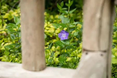 Vinca major - 1.5 Ltr pot - image 5