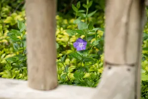 Vinca major - 1.5 Ltr pot - image 5