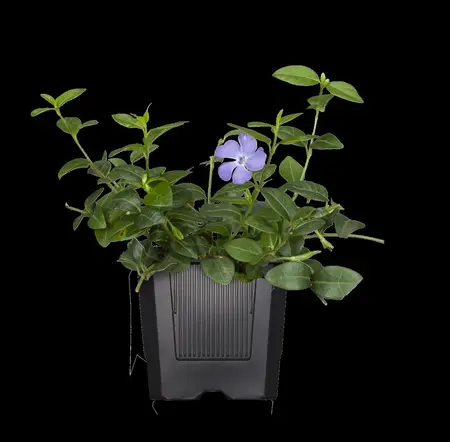 Vinca major - P11 - image 3