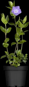 Vinca major