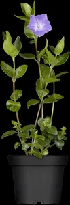 Vinca major - P11 - image 5