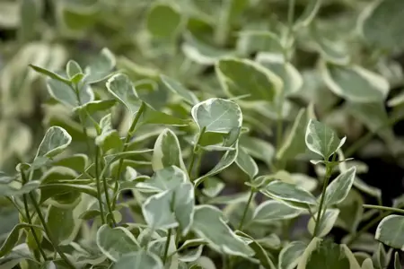 Vinca major 'Variegata' - P11