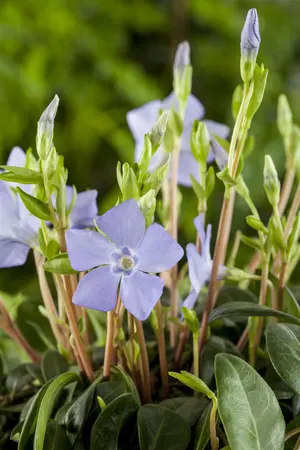 Vinca minor - C1 - image 4