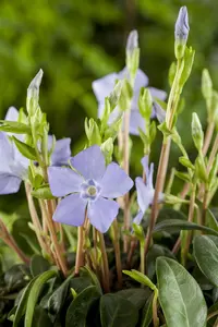 Vinca minor - C1 - image 4