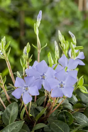 Vinca minor - C1 - image 5