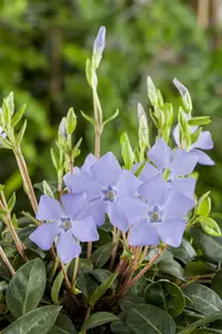 Vinca minor - C1 - image 5