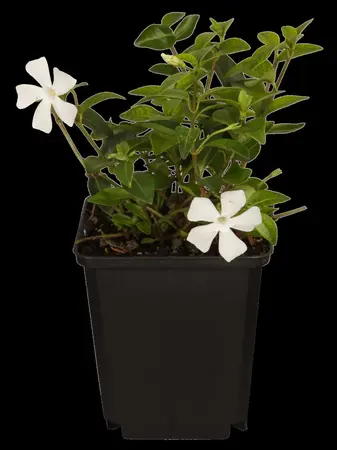 Vinca minor - P11 - image 2