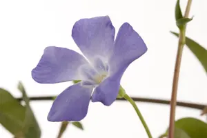 Vinca minor - C1 - image 5