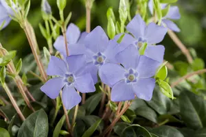 Vinca minor - C1 - image 2