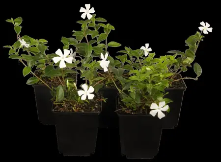 Vinca minor - 2 Ltr pot - image 3