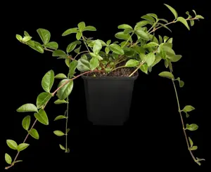 Vinca minor - 30-40 CM C5 - image 1