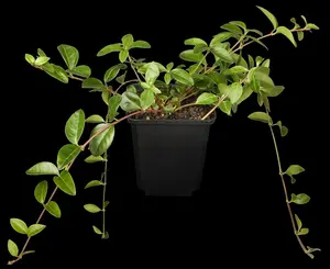 Vinca minor - P11 - image 1