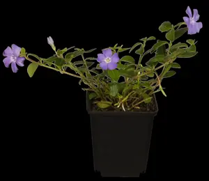 Vinca minor - 2 Ltr pot - image 4