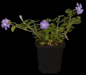 Vinca minor - P11 - image 4