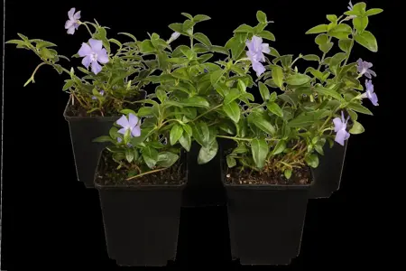 Vinca minor - 2 Ltr pot - image 5