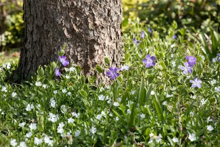 Vinca minor 'Alba' - P9 - image 3