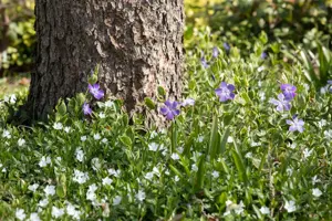 Vinca minor 'Alba' - P9 - image 3