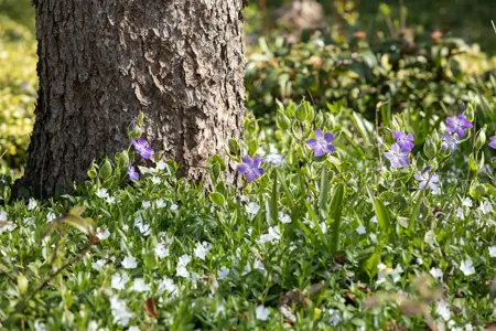Vinca minor 'Alba' - P9 - image 4
