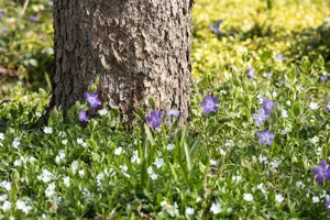 Vinca minor 'Alba' - P9 - image 5
