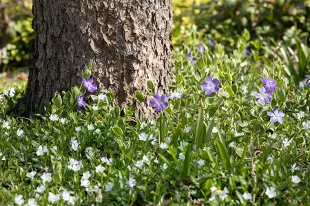 Vinca minor 'Alba' - P11 - image 3