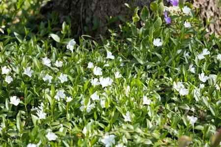 Vinca minor 'Alba' - P9 - image 2