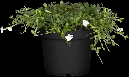 Vinca minor 'Alba' - P9 - image 1