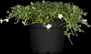 Vinca minor 'Alba' - P9 - image 5