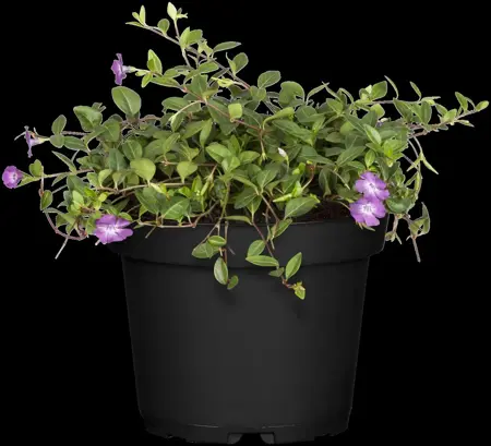 Vinca minor 'Atropurpurea' - P9