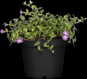 Vinca minor 'Atropurpurea'