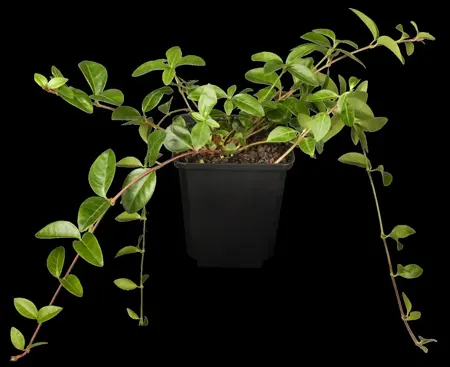 Vinca minor 'Colada' - 2 Ltr pot - image 1