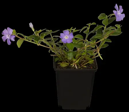 Vinca minor 'Colada' - 2 Ltr pot - image 4
